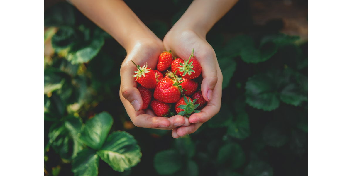Bild von einer Handvoll Erdbeeren